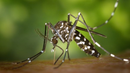 Mosquitoe