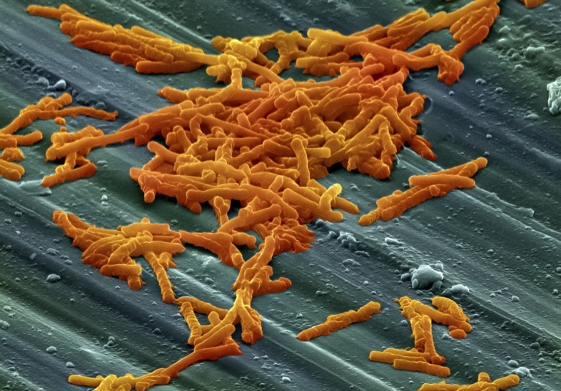 Microscopic image of a cluster of orange rod-shaped bacteria on a textured green surface.