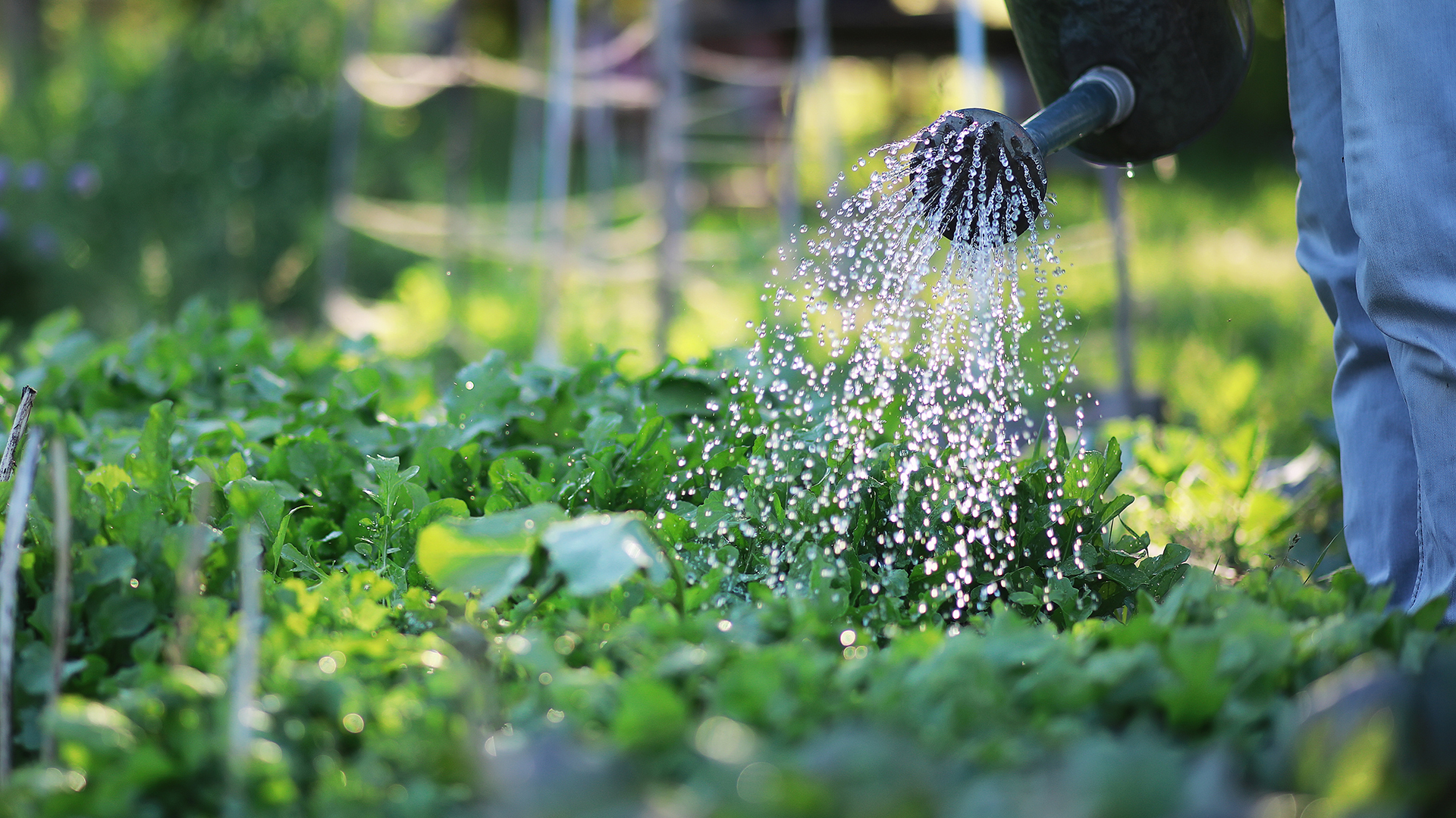 If people eat food grown with contaminated water, PFAS chemicals can accumulate in their blood. Image: alexkich/Adobe Stock