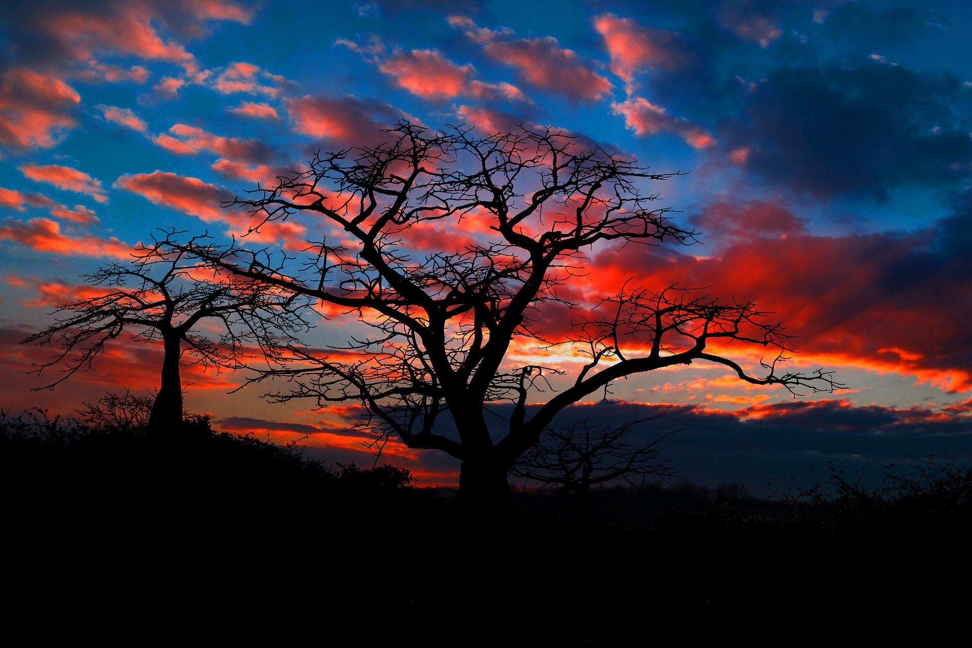 Silhouettes of leafless trees against a vibrant sunset sky with pink and orange clouds.