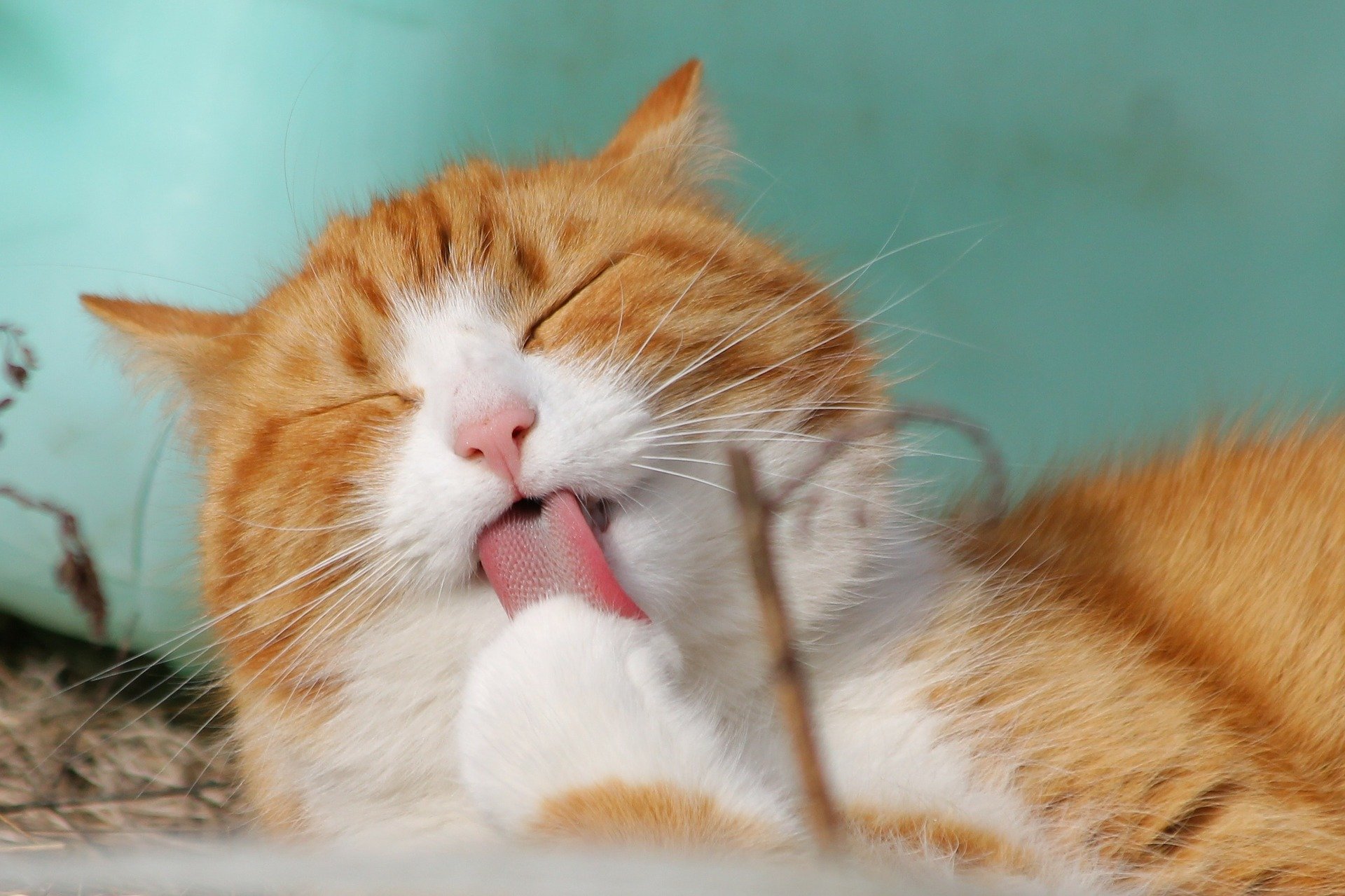 A ginger and white cat grooming itself, tongue out, against a soft blue background.