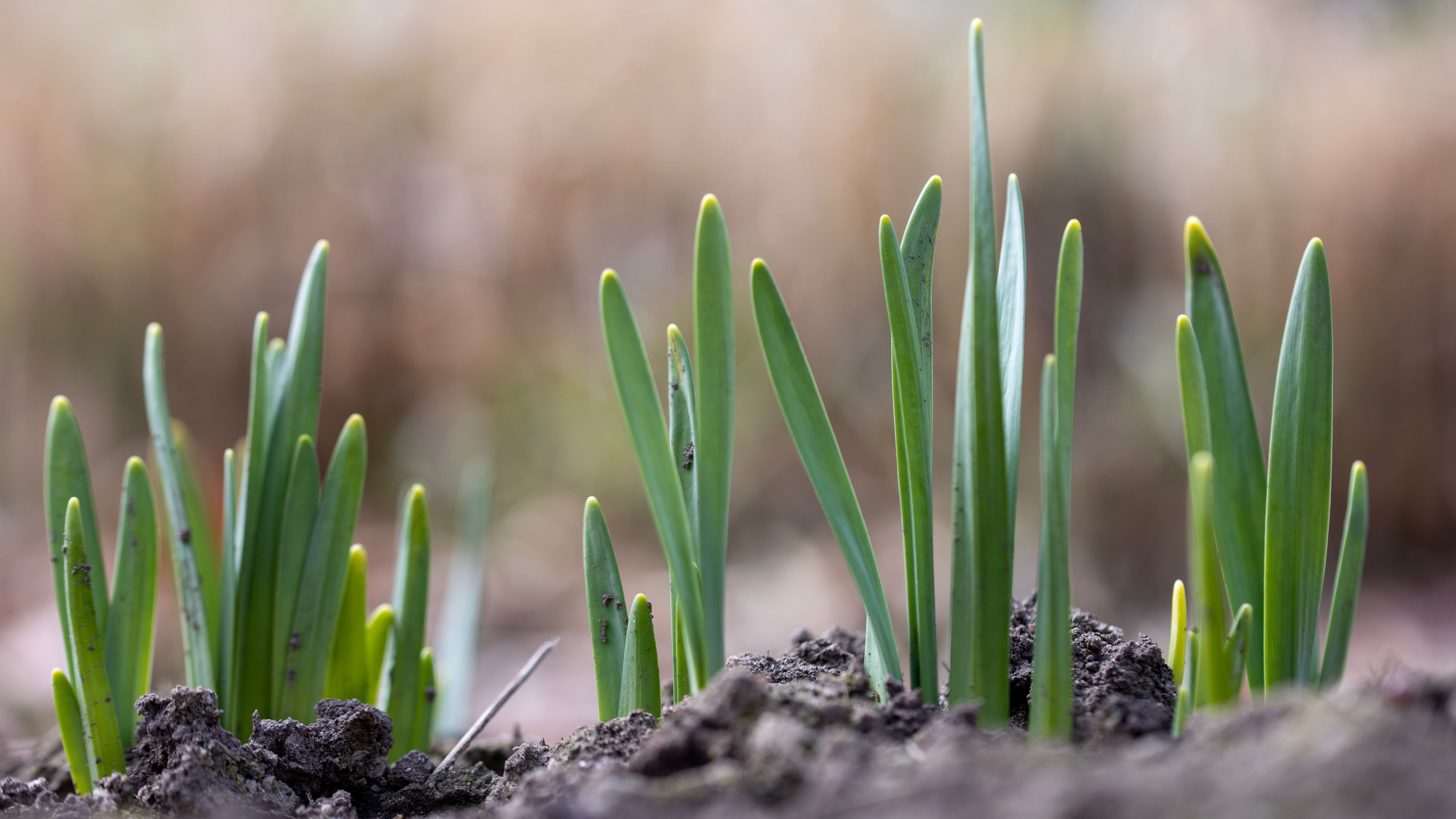 Young green shoots emerging from the soil in early spring.