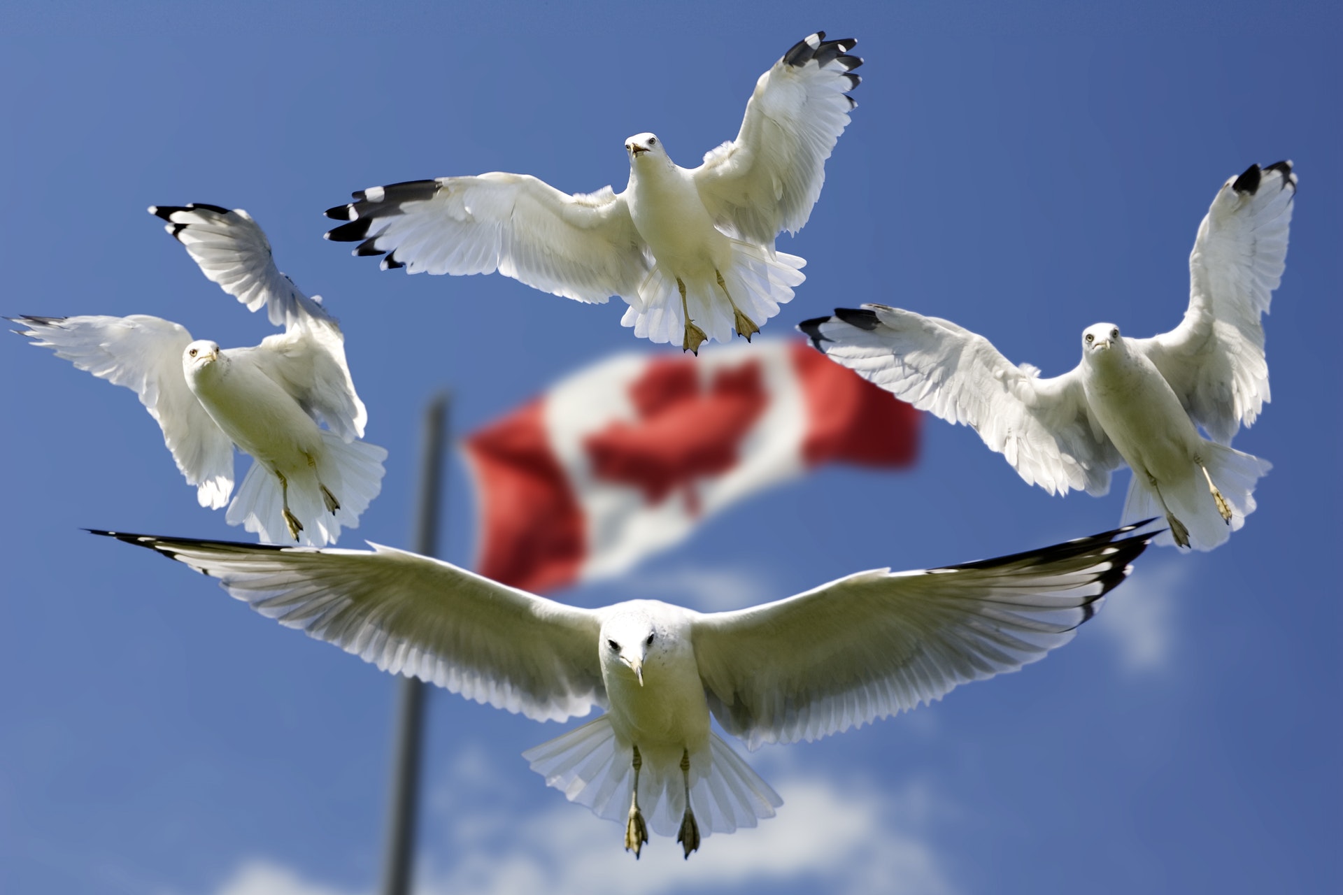 Five seagulls flying against a clear sky with a blurred Canadian flag in the background.