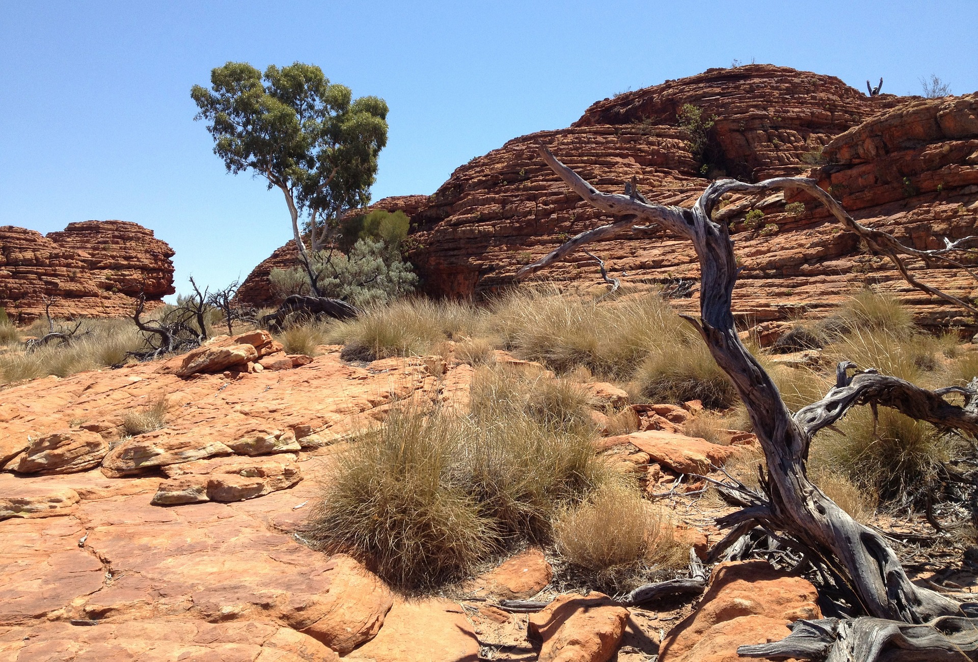Desert landscape featuring red rock formations and a twisted, dead tree under a clear blue sky.