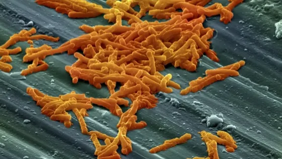 Microscopic image of a cluster of orange rod-shaped bacteria on a textured green surface.
