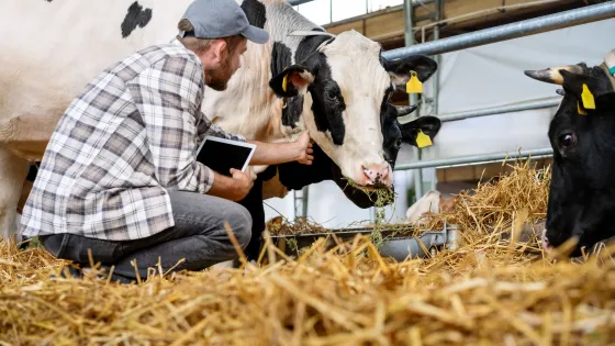 Man crouching next to a cow in a barn