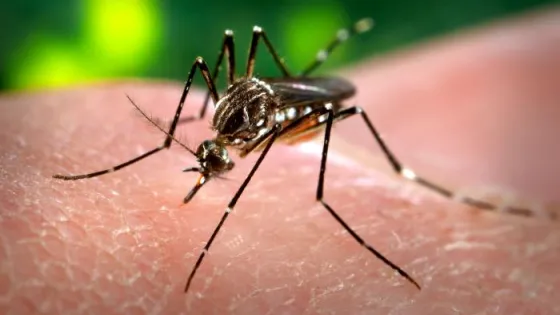 A close-up of a mosquito feeding on human skin.