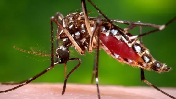 Close-up of a mosquito feeding on human skin, showcasing its detailed anatomy and engorged abdomen.