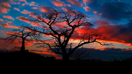 Silhouettes of leafless trees against a vibrant sunset sky with pink and orange clouds.