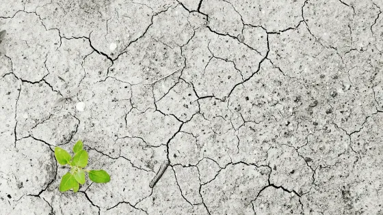 A small green plant sprouting through a cracked, dry earth surface.