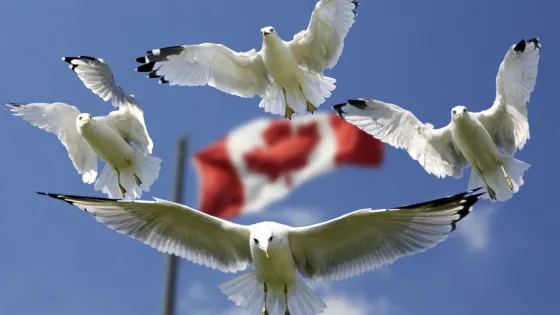 Five seagulls flying against a clear sky with a blurred Canadian flag in the background.