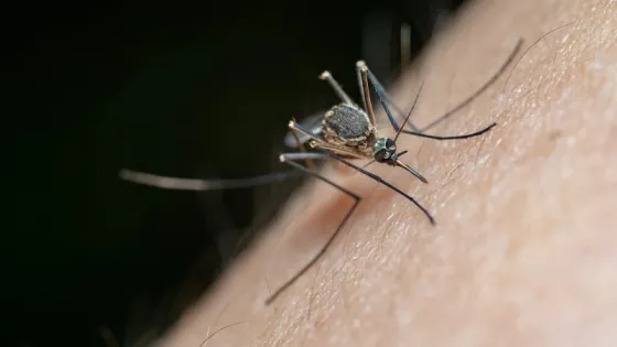 A close-up image of a mosquito feeding on human skin.