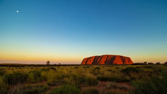 Sunset view of Uluru with a glowing red facade against a clear blue sky and a sparse foreground of green vegetation.
