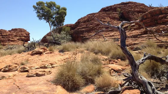 Desert landscape featuring red rock formations and a twisted, dead tree under a clear blue sky.