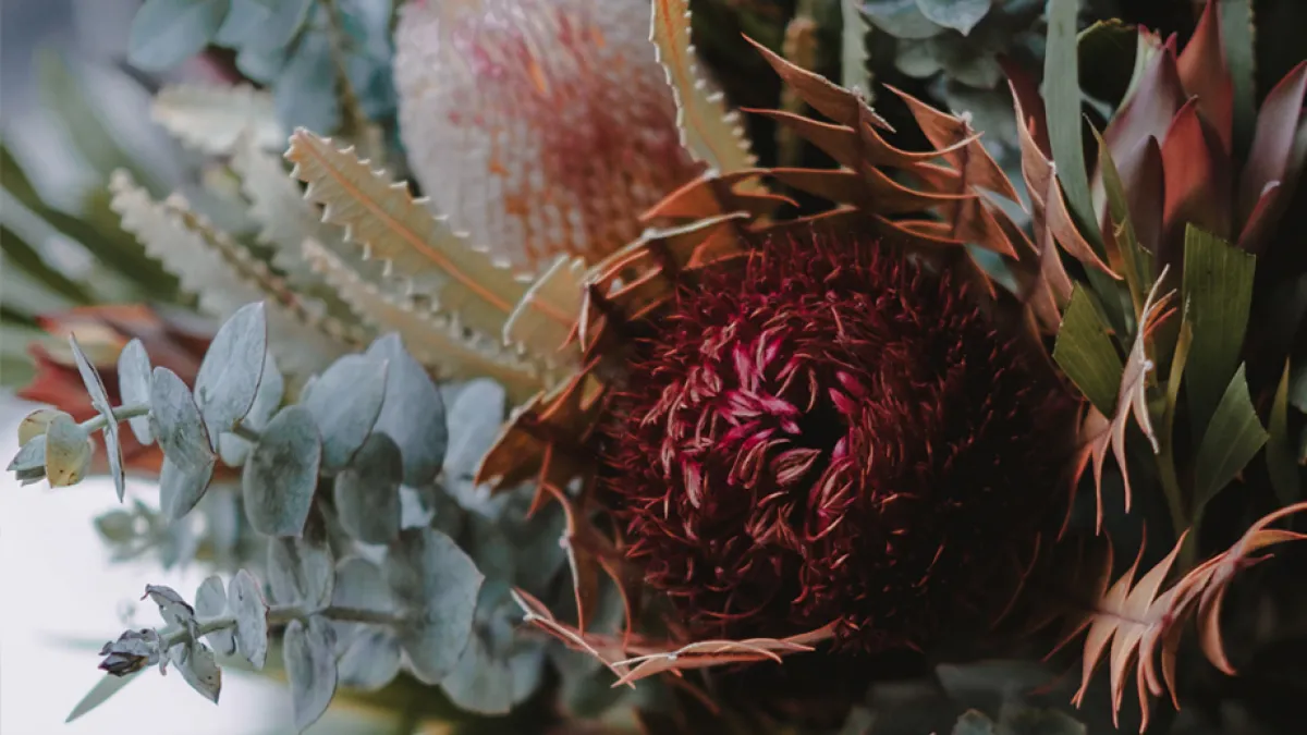 A native Australian flower