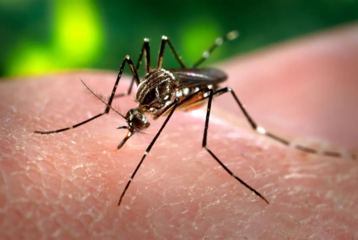 A close-up of a mosquito feeding on human skin.