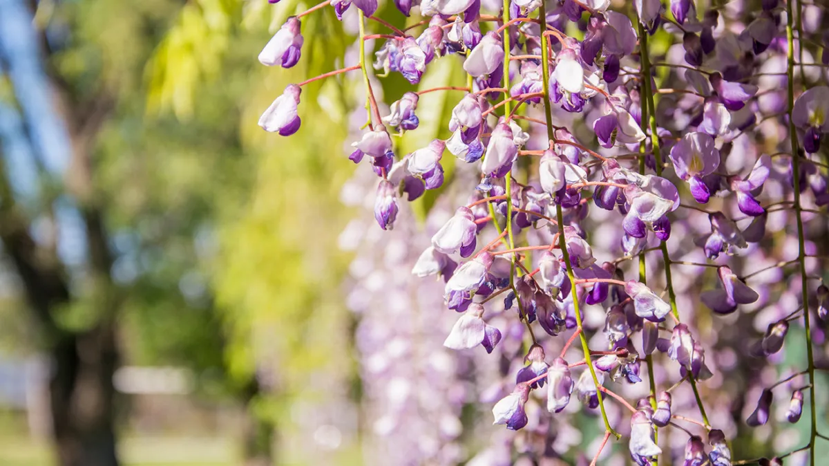 Coming together as NCEPH