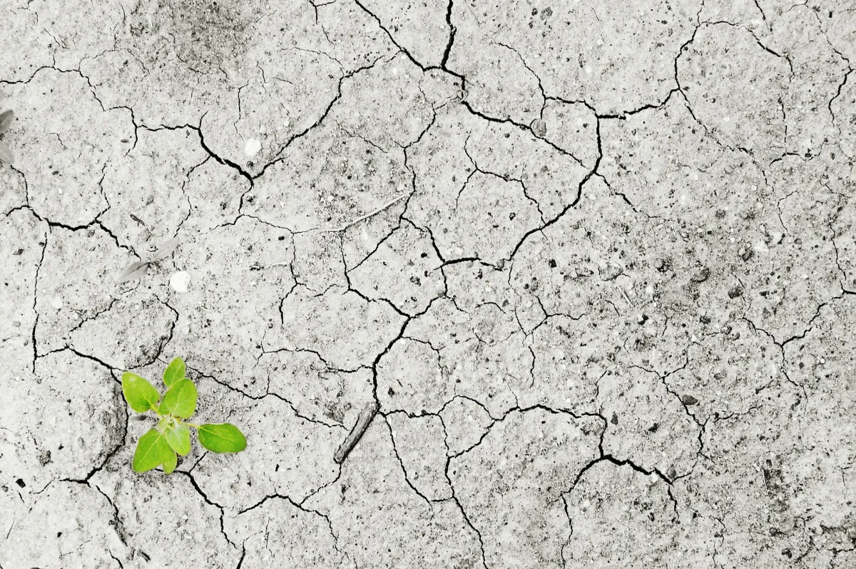 A small green plant sprouting through a cracked, dry earth surface.