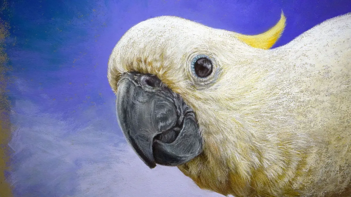 Cockatoo head