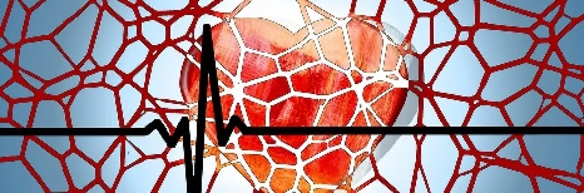 Heart