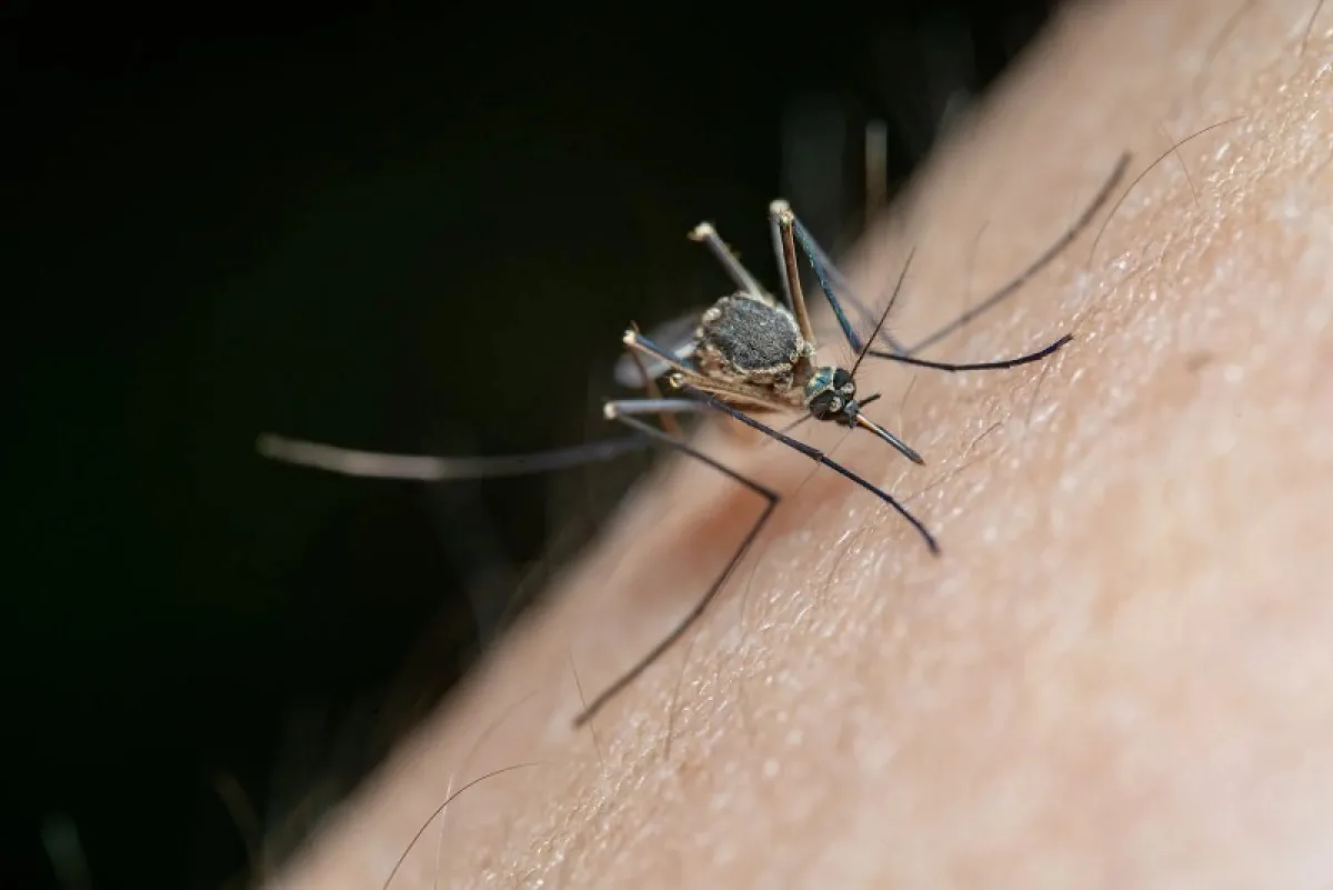 A close-up image of a mosquito feeding on human skin.