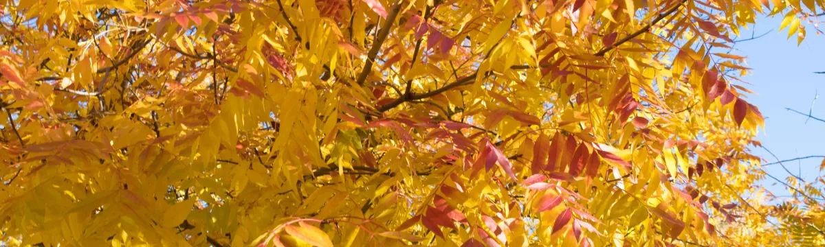 Autumn leaves