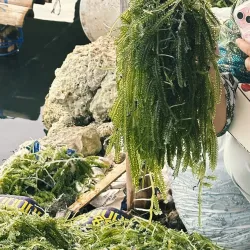 Harvesting sea grapes