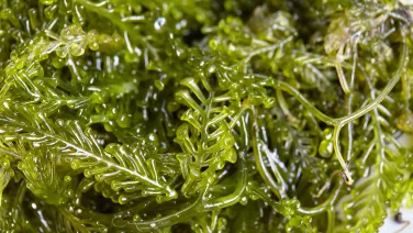 Sea grape (Caulerpa racemosa)