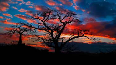 Silhouettes of leafless trees against a vibrant sunset sky with pink and orange clouds.