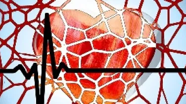 Heart
