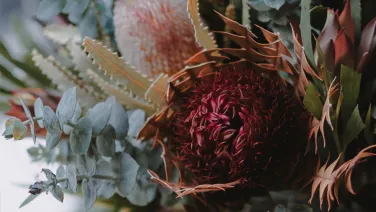 A native Australian flower
